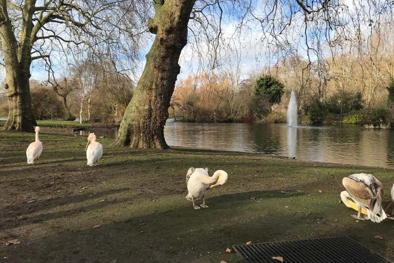 Pelícanos en St. Jame's Park