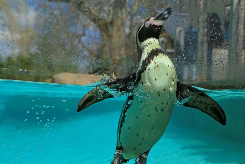 Pinguim no zoo de Londres