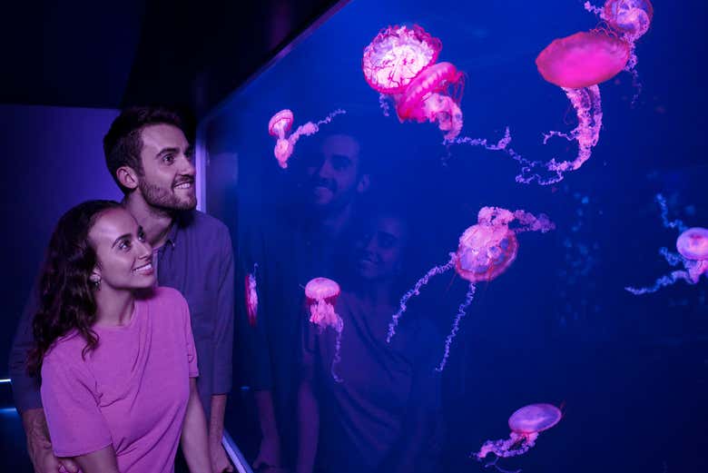 Explore the underwater world at SEA LIFE