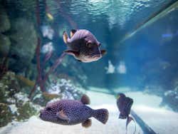 Fish at Sea Life London