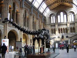 Diplodocus in the Natural History Museum