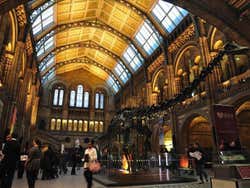Museo de Historia Natural, Hall