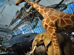 Museo de Historia Natural, biodiversidad