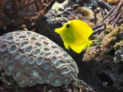 Poissons tropicaux