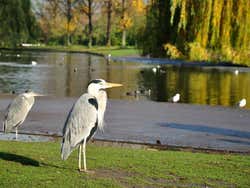 Regent's Park
