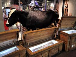 Ripley's, Believe it or not! Cow with five legs