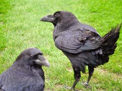 Ravens in the Tower of London