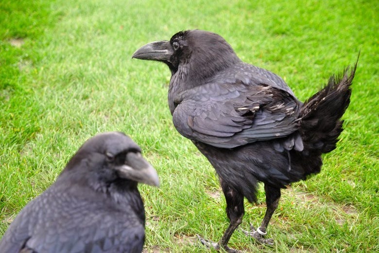 The Tower of London's ravens 