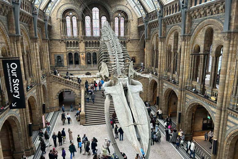 Vistas del imponente esqueleto de la ballena azul