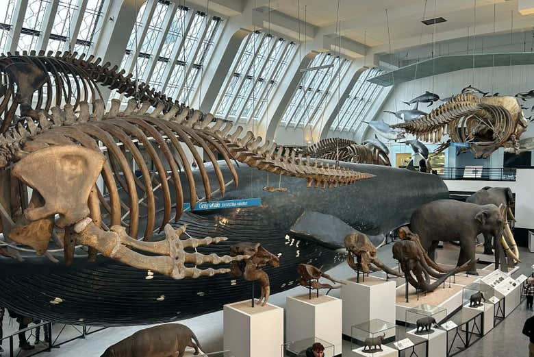 Visitaremos la sala de los mamíferos