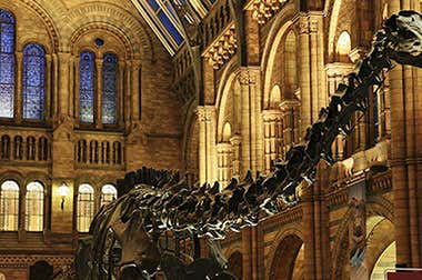 The Natural History Museum