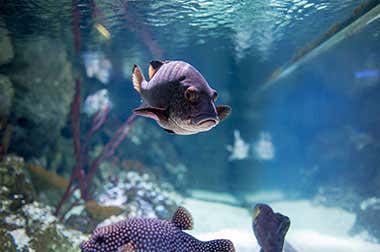 Sea Life