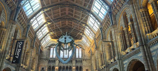Visita guiada pelo Museu de História Natural