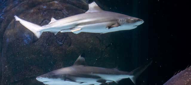 Entrada a SEA LIFE® Manchester