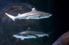 Entrada a SEA LIFE® Manchester