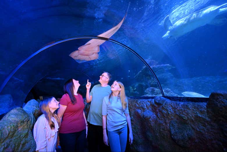 Passez dans le tunnel vitré de l'aquarium