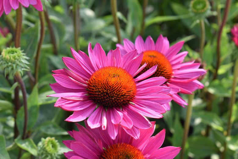Une belle fleur rose dans le RHS Garden Brigwater