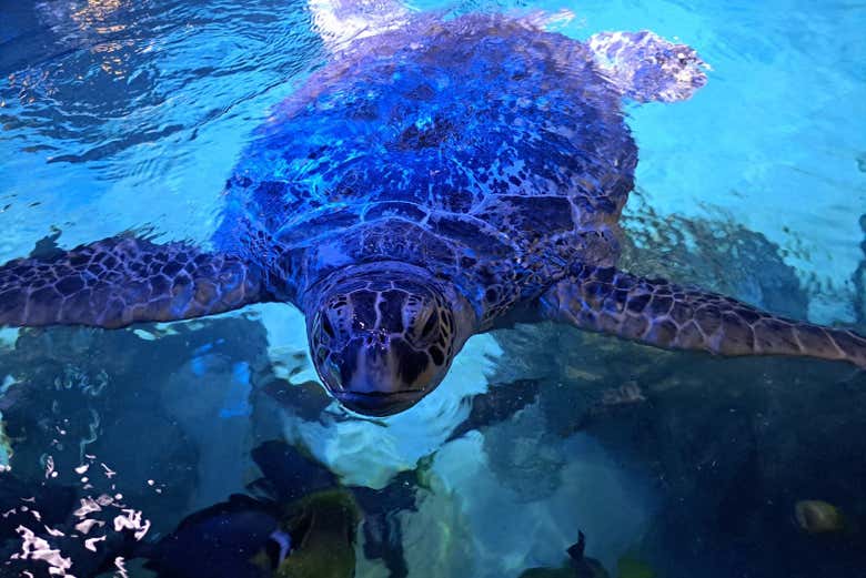 ¿Preparados para ver tortugas marinas?