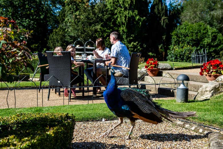 Merienda en los Jardines del Castillo de Warwick