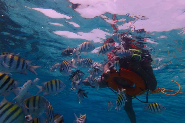 Peces en el fondo marino de Gran Caimán