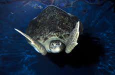 Ticket to SEA LIFE® Weymouth