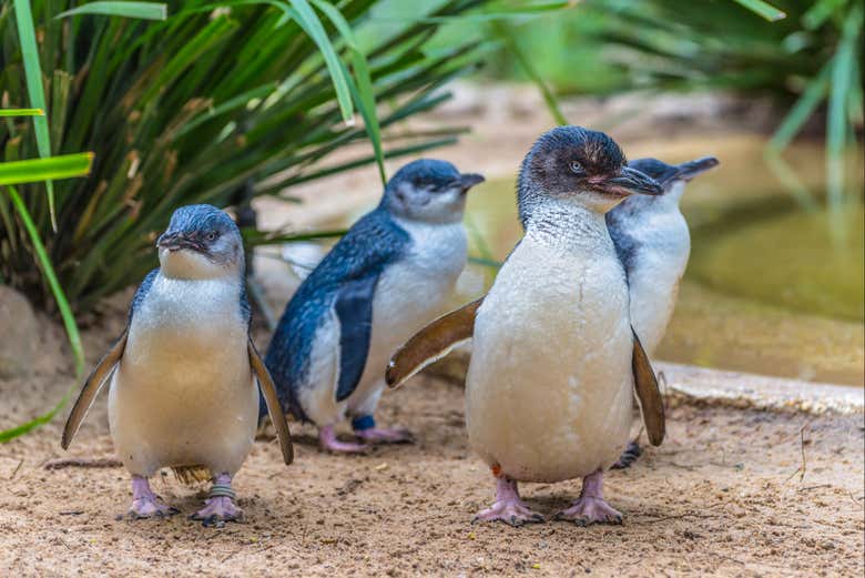 Pingüinos de SEA LIFE Weymouth