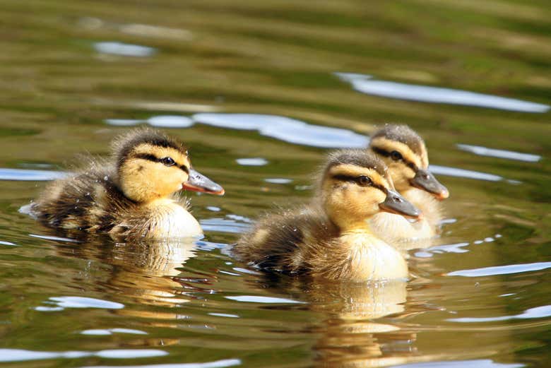 Canards nageant dans le Brothers Water