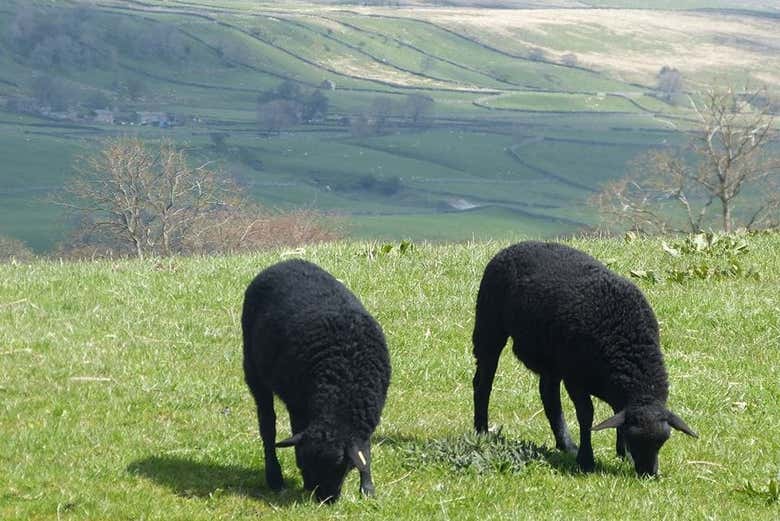Black sheep in the Yorkshire Dales