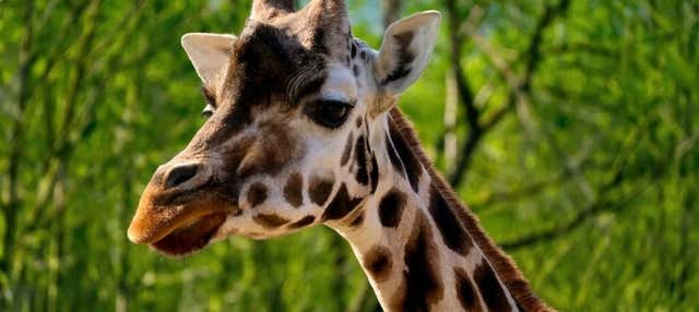 Prague Zoo Tickets + Audio Guide
