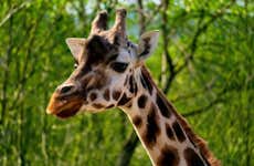 Entrada al zoo de Praga con audioguía