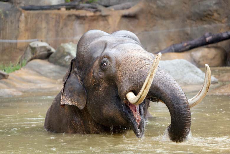 Un éléphant du zoo