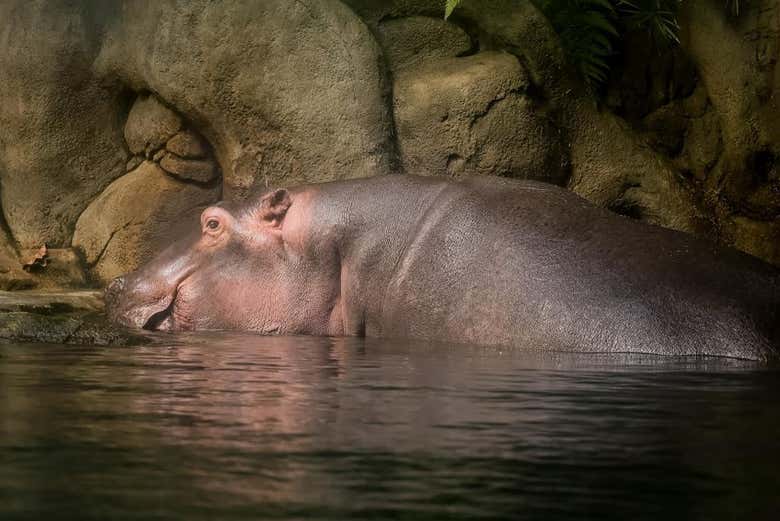 ¿Qué os parece conocer a un hipopótamo?
