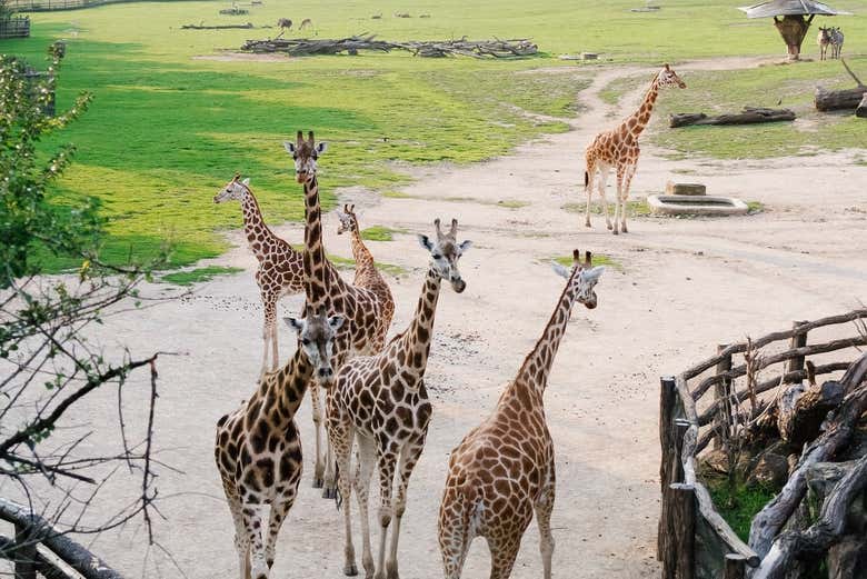 Giraffe allo zoo di Praga