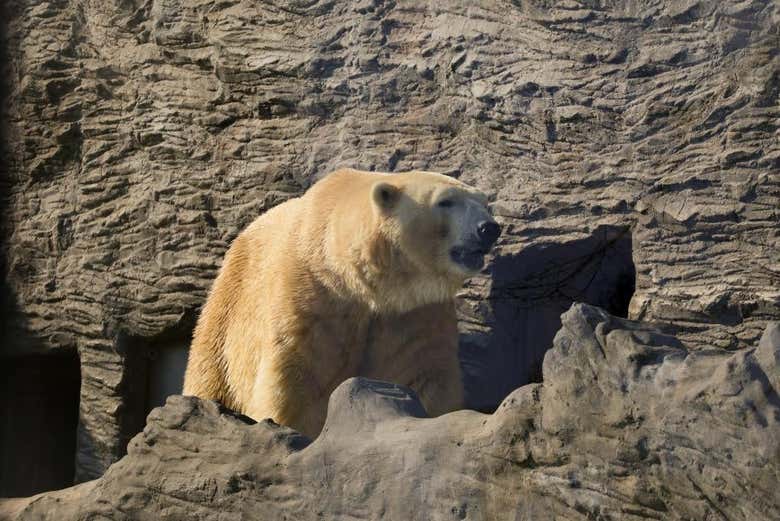 Visitaréis la zona de osos polares