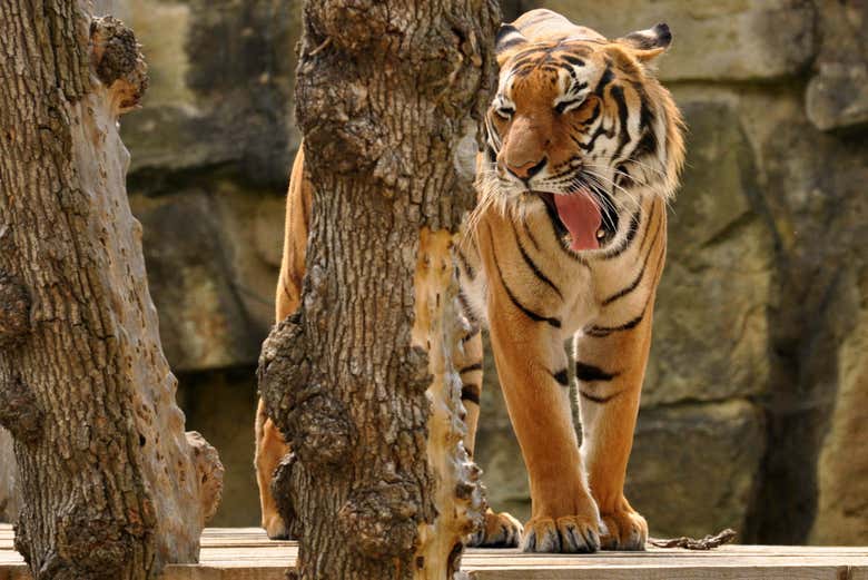 Un tigre du zoo de Prague