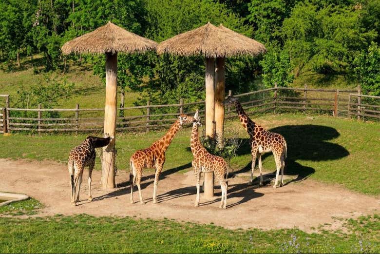 Os encantará la zona de las jirafas