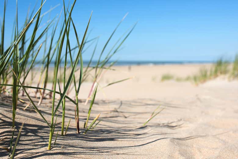 Végétation des dunes de Baní