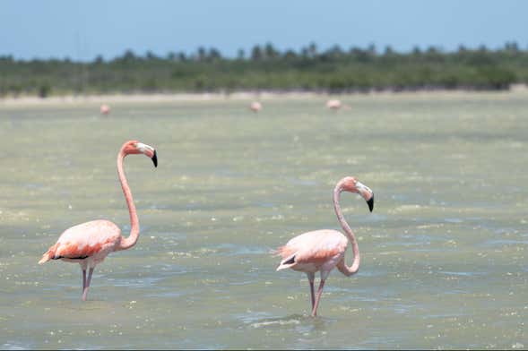Excursión a la Laguna de Oviedo con avistamiento de flamencos