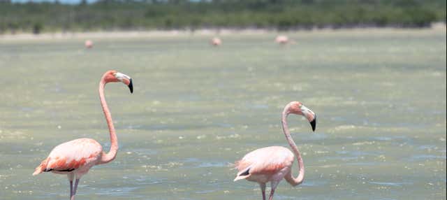 Excursion à la lagune d'Oviedo avec observation des flamants roses