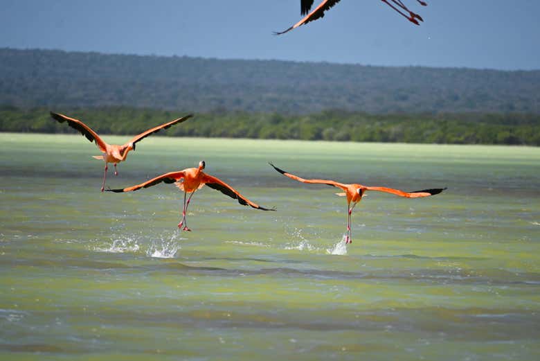 Avvistando i fenicotteri