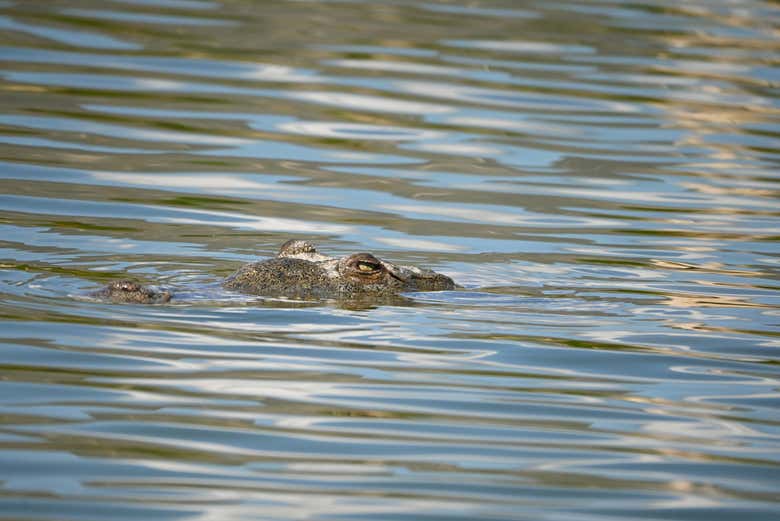 Osserveremo la fauna che vive nel Lago Enriquillo