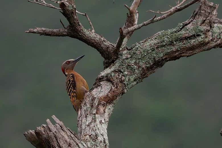 Scoprirete la biodiversità della Repubblica Dominicana