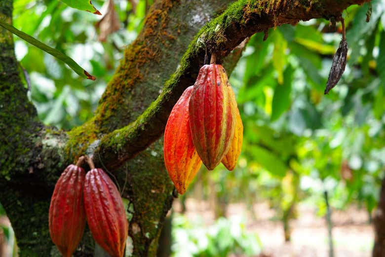 Lungo la strada, potrete provare la frutta locale