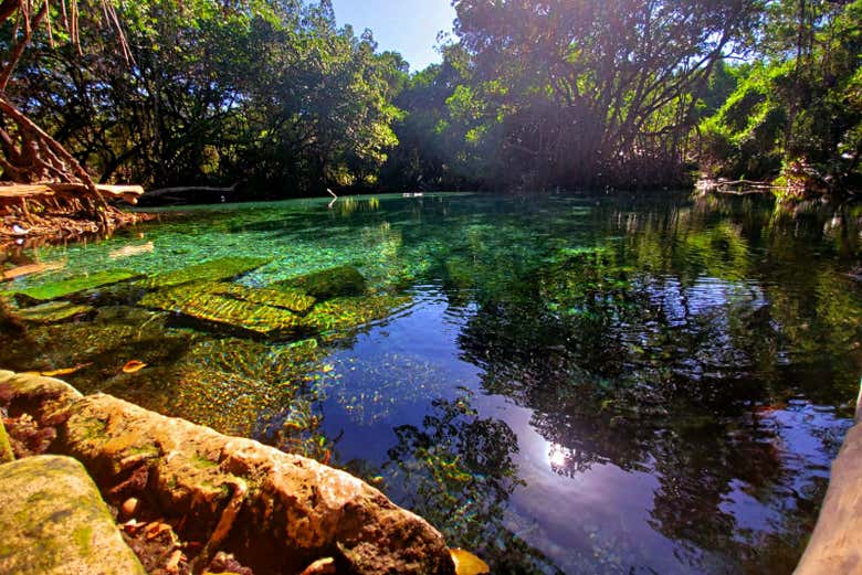 Le mangrovie della laguna