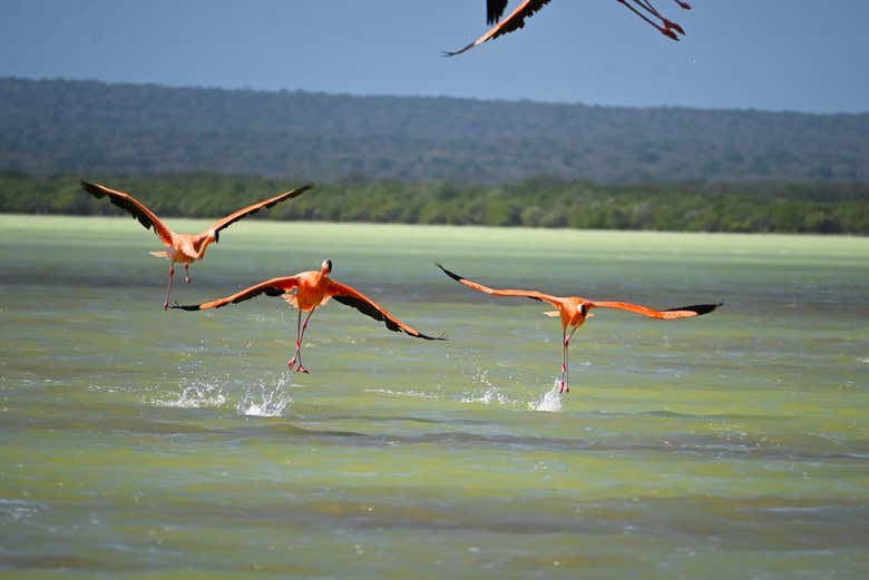 I fenicotteri della Laguna de Oviedo