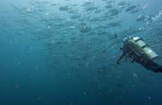 Diving in Bayahíbe