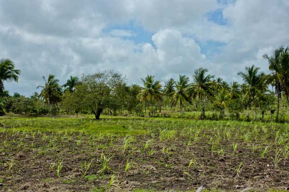 Higüey & Sugar Cane Fields Safari