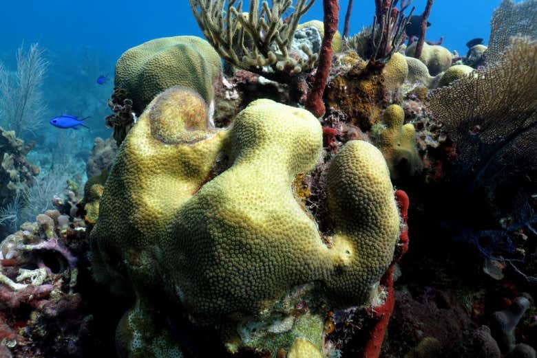 Corallo di Isla Catalina