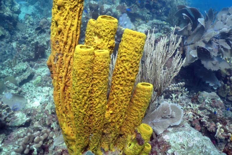 Corallo giallo sul fondale di Isla Catalina