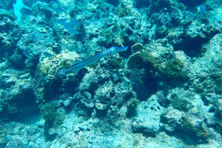 Un pesce vicino alle rocce